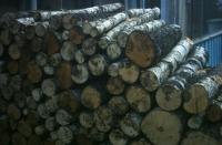 Bild zu Kaminholz Birke Rollen Holz 1 m lang